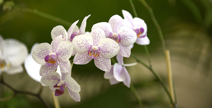 6种室内植物可以消除湿气和减少霉菌