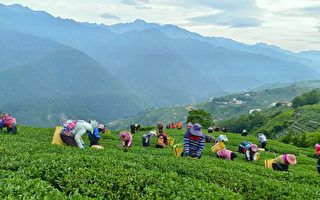 台湾高山春茶上市 茶农、茶艺师分享经验