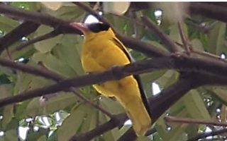 视频：黄鹂鸟罕见现身高雄 啼鸣“独一无二”