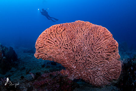 天然 紅珊瑚 504g PLTbeads ☆綺麗珊瑚☆天然本赤珊瑚 22.35 ct 4.47 g まとめてルース