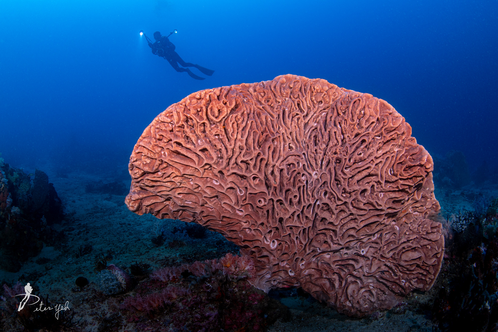 秘境】小笠原諸島の海が美しすぎる！ 【早朝シュノーケリング】#小笠原