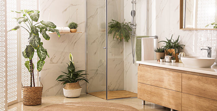 家中种四种漂亮植物不仅养眼 还可杀毒除霉