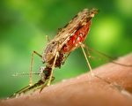 新泽西进入蚊虫季节 预计数量高于正常水平