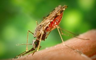 新泽西进入蚊虫季节 预计数量高于正常水平