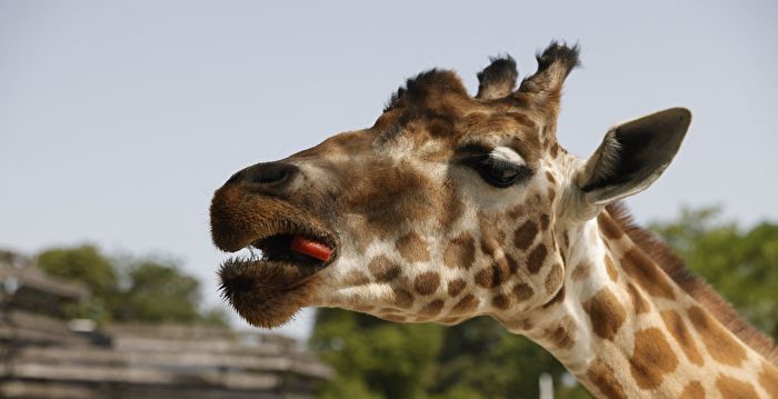 为什么长颈鹿身上会有斑点?