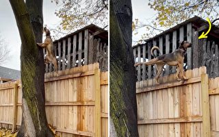 顽皮狗喜欢以有趣的姿势爬树 视频走红网络