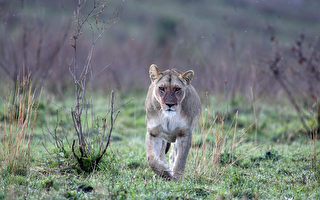 非洲野犬装死 从母狮子口中逃脱