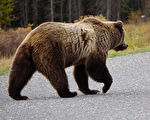 加州男子在家裡洗碗 300磅重野熊突然闖入