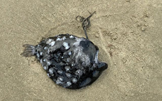 罕见深海鱼搁浅俄勒冈州海滩 酷似外星生物