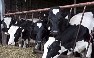 美国奶牛场爆发禽流感 加国检测国内牛奶是否安全