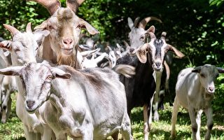 多伦多政府派40只山羊管理草地 应对入侵植物