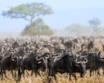南苏丹600万只羚羊大迁徙 创世界之最