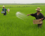朝鲜要求民众缴交粪便作肥料 每户10公斤