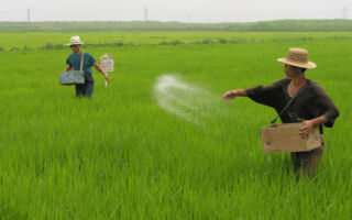 朝鮮要求民眾繳交糞便作肥料 每戶10公斤