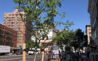 纽约市公园局开始在华埠坚尼路植树