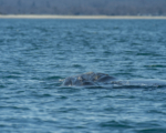 無人機鏡頭捕捉到澳水域最小藍鯨寶寶