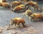 英國民宅天花板上藏18萬隻蜜蜂 7年沒人知