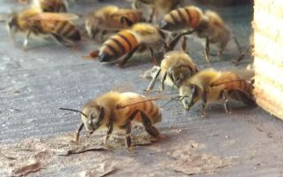 英國民宅天花板上藏18萬隻蜜蜂 7年沒人知