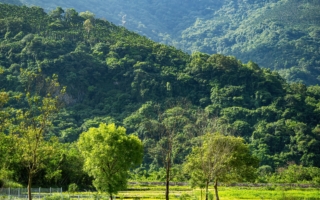 台湾花莲夏季的稻田和雾山(Shutterstock)