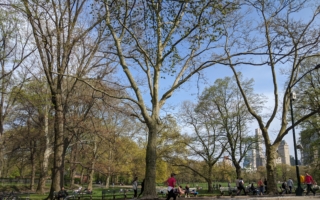 中央公园性侵女性未遂 43岁男嫌遭曼哈顿地检起诉