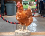 創吉尼斯紀錄 加拿大一隻母雞成最聰明的雞
