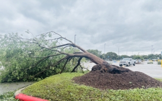 组图：飓风袭击德克萨斯州 大树被连根拔起