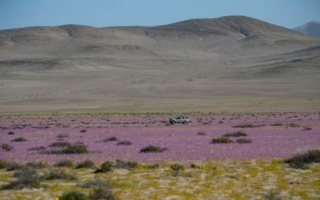地球上最干燥沙漠正绽放着鲜花