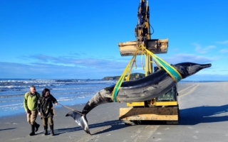 最稀有鲸鱼遗骸现新西兰海滩 人类未见过活体