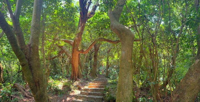 阳明山秘境“天母古道”多种走法轻松健行