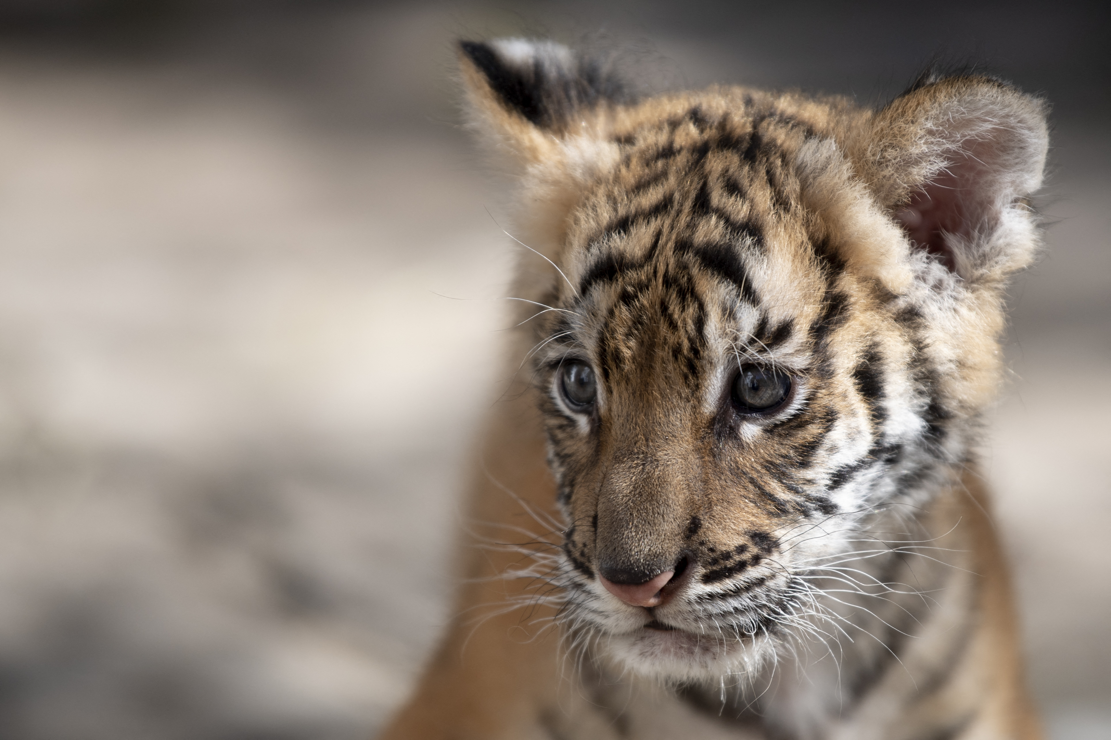 数量稀少苏门答腊虎幼崽在加州动物园出生| 老虎| 大纪元