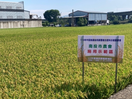 水稻田施用裹覆複合肥料生長情形.