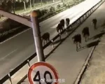 浙江七匹马偷溜出露营基地 到上海街头散步
