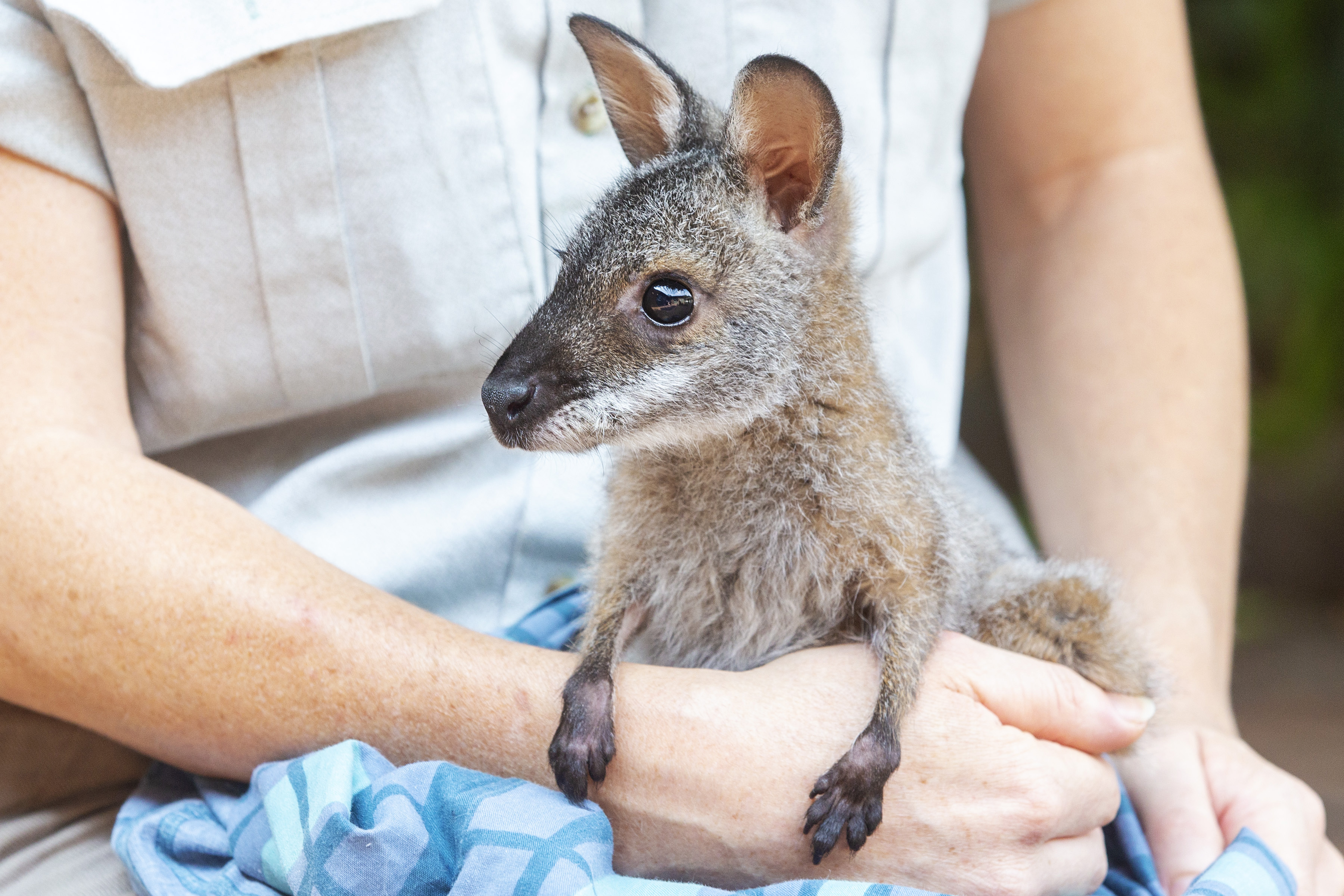 穿尿布的小袋鼠脱逃被美国佛州警方捕获| 佛罗里达州| 大纪元, image size:3600x2400