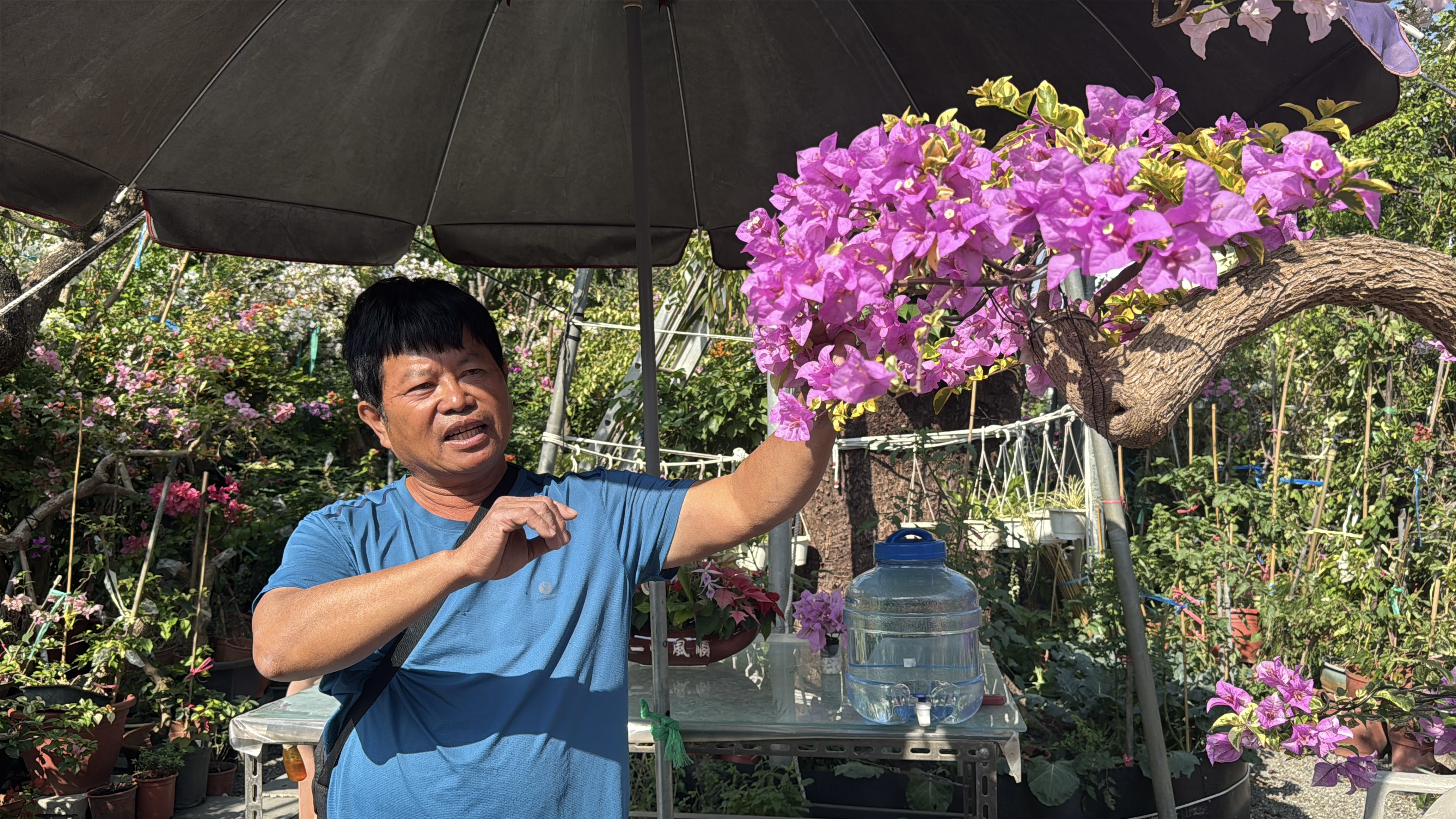 九重葛達人胡益裕花中奇葩的熱情與奧秘| 大紀元