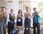 客家福菜嘉年华   新食福菜迎接收冬