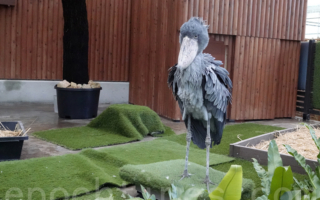 【攝影天地】掛川花鳥園裏的鯨頭鸛