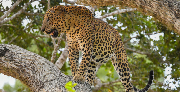 两只豹子打成一团 从树上掉落地面继续扭打