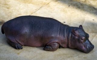 小河馬剛出生 美國動物園舉行命名投票