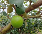 台产蜜枣品质良好 果形硕大像小苹果