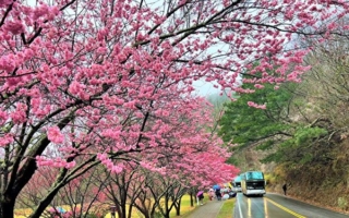 武陵粉紅花海年後開跑 公車賞櫻套票完售