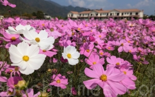 【視頻】台灣過年何處去 漫遊高雄美濃賞花海