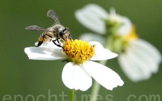 蜂蜜何以能抗菌不腐 小小蜜蜂保鮮有絕招