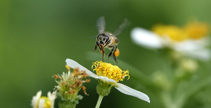 陕西4岁女童被蜜蜂蛰死 爸爸:刚上幼儿园
