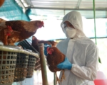 人感染風險低 病毒專家：防範H5N1 不要喝生奶