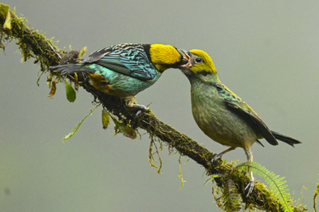 卡爾加里三度獲「鳥類友好城市」認證