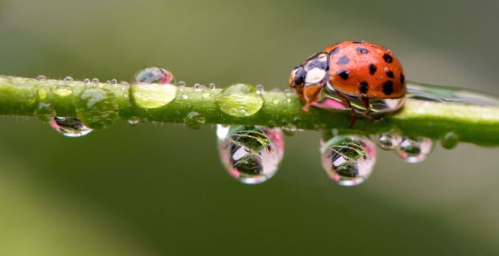 除了象征好运之外 瓢虫还代表什么意义?