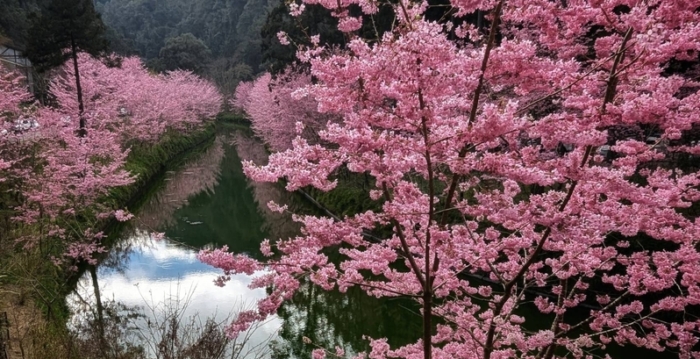 组图：台湾杉林溪春游赏樱 樱花美不胜收