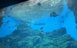 仙台水族館之旅——從沙丁魚風暴到水母星河