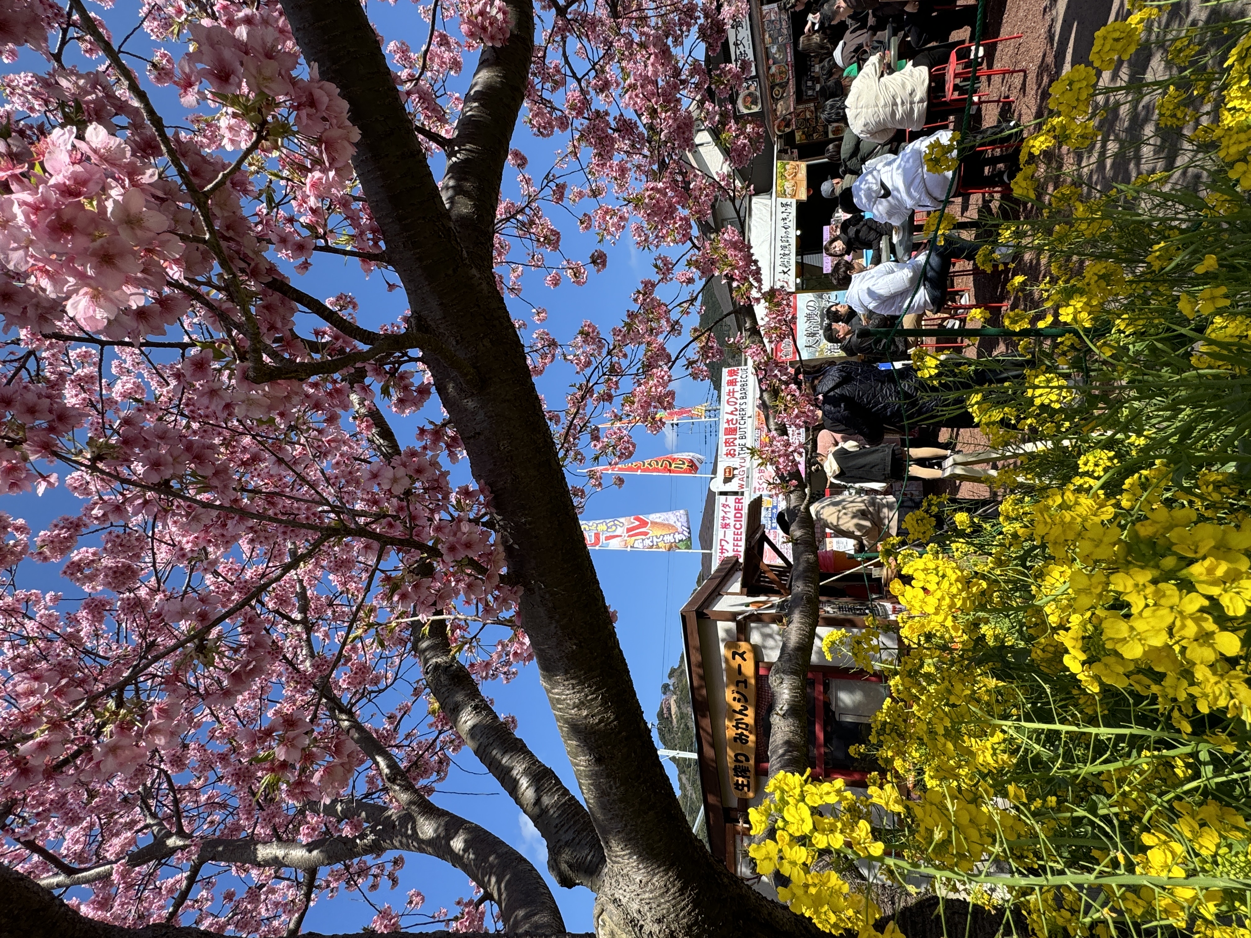 一年一度的河津櫻祭,不僅是一場視覺的盛宴,更是心靈的療癒之旅。(nina Chen提供)