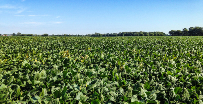 中国停购美国大豆 日本拟增加进口量